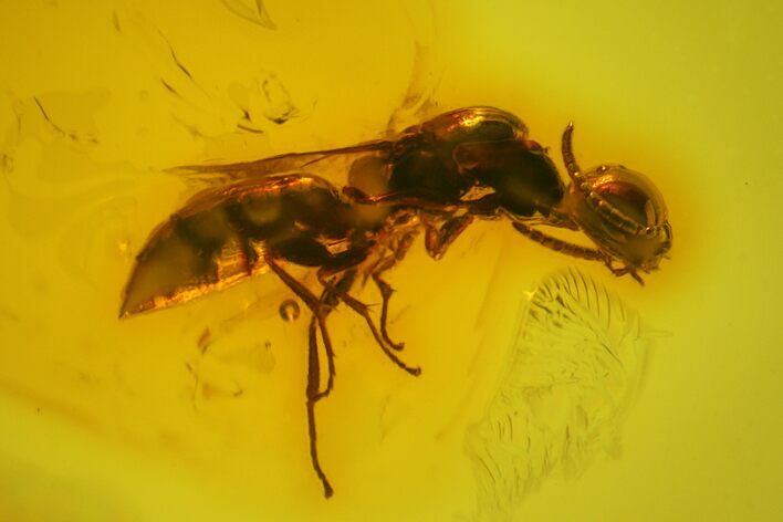 Detailed Fossil Wasp (Hymenoptera) In Baltic Amber #145498